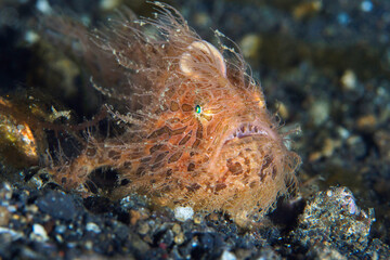  Hairy Frogfish - Antennarius striatus