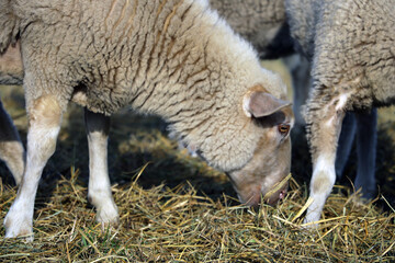 Naklejka na ściany i meble Light lamb eats hay close up. Pets.