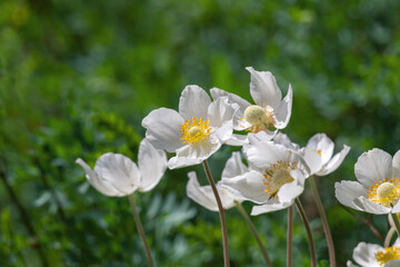 White anemone flower in the sun on a green background