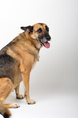 A Beautiful German Sheppard. Animal portrait against white background.