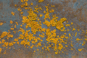 Lichen moss on a wall background. High resolution macro image of yellow lichen, Xanthoria parietina.