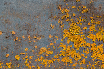 Lichen moss on a wall background. High resolution macro image of yellow lichen, Xanthoria parietina.