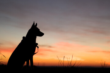 Portrait of beautiful German Sheppard dog, with warm sunbeams sun’s rays light with flare illuminating the subject and silhouette