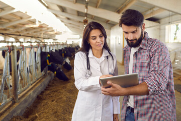 Veterinarian caring for cows on a dairy farm shows data on a digital tablet to the farm owner.