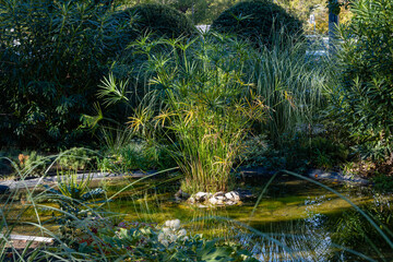 Magic pond in center of Sochi. Subtropical exotic plants grow on shore of pond. Papyrus grows in...