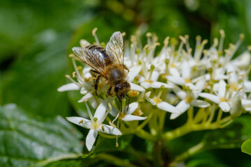 Eine Biene sammelt im Frühling Nektar und Blütenstaub auf den Blüten der Gartenpflanze...