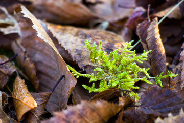 Macro and close-up of moss and autumn leaves on the land