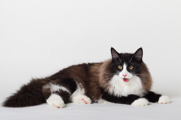 Portrait of beautiful black and white long-haired Norwegian Forest Cat, sitting in front of camera and isolated on white background