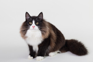 Portrait of beautiful black and white long-haired Norwegian Forest Cat, sitting in front of camera and isolated on white background