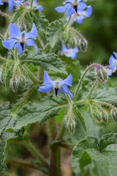 Beautiful blue flowers of borage (Borago officinalis)