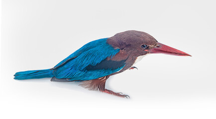 kingfisher bird on a white background,isolated