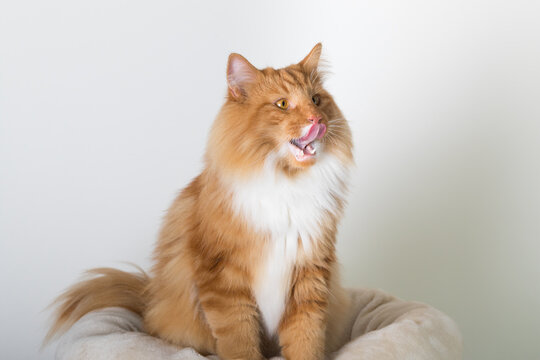 Portrait of beautiful white and orange long-haired Norwegian Forest Cat, sitting in front of camera and isolated on white background