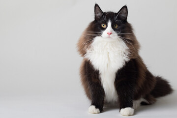 Portrait of beautiful black and white long-haired Norwegian Forest Cat, sitting in front of camera...