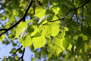 Naklejka premium Green Tilia foliage in backlight. Backlit linden leaves in sunny spring day. Bright lush lime foliage in backlight.