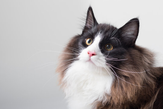 Portrait of beautiful black and white long-haired Norwegian Forest Cat, sitting in front of camera and isolated on white background