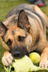 Portrait of beautiful German Sheppard dog, playing in the backward garden