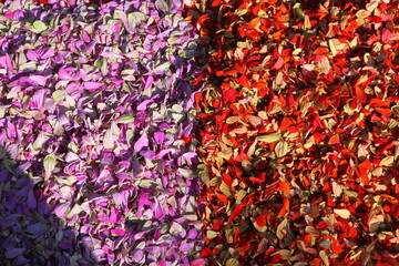 background of red and yellow leaves