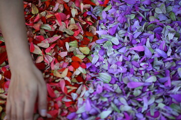 background of red and yellow leaves