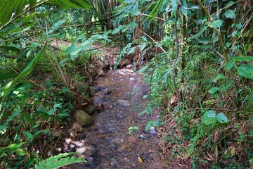 Naklejka na ściany i meble Trail path at Kinabalu National Park in Sabah, Kota Kinabalu, Malaysia