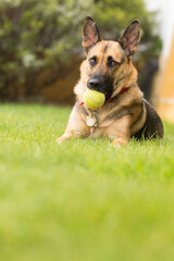 Portrait of beautiful German Sheppard dog, playing in the backward garden