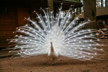 Beautiful white peacock