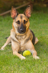 Portrait of beautiful German Sheppard dog, playing in the backward garden