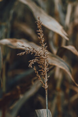 Corn flower in cornfield. Nature. Vertical format. Autumn