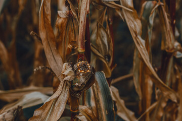 Ear of corn on a branch in autumn. Country life. Nature