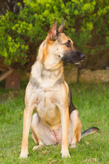 Fototapeta premium Portrait of beautiful German Sheppard dog, playing in the backward garden