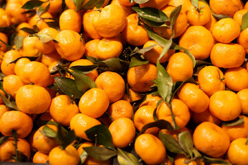 tangerine on a branch