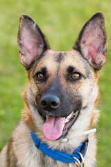 Portrait of beautiful German Sheppard dog, playing in the backward garden