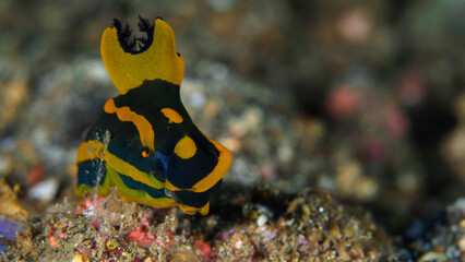 Colorful nudibranch on coral reef