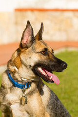 Portrait of beautiful German Sheppard dog, playing in the backward garden