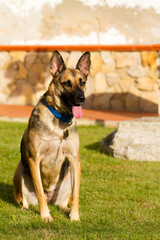 Portrait of beautiful German Sheppard dog, playing in the backward garden