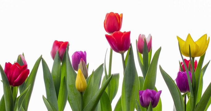 Row of colorful tulips blooming on white background