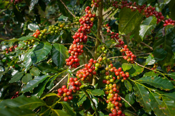 Raw or ripe red branch of Arabica and Robusta and organic coffee berries beans on tree. Farmer crop fruit at farm in Java.