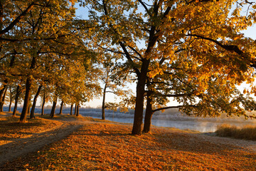 Fototapeta premium oak grove in autumn in the rays of dawn