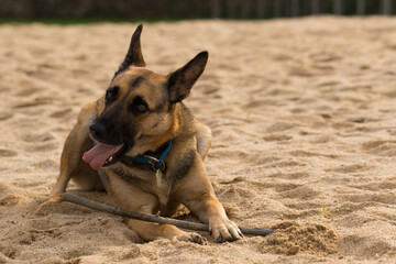 Portrait of a Beautiful German Sheppard playing and running on the beach