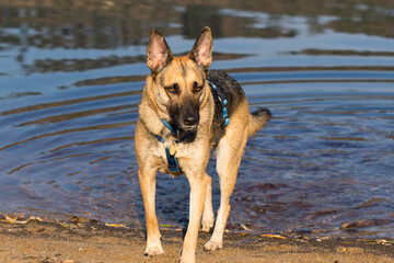 Portrait of a Beautiful German Sheppard playing and running on the beach