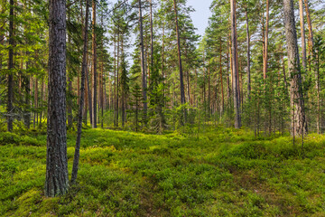 Green coniferous forest
