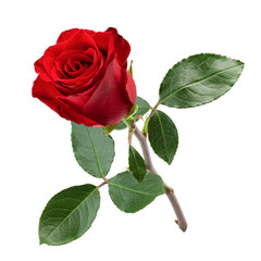 red rose isolated on white background, clipping path, full depth of field