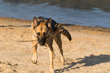 Portrait of a Beautiful German Sheppard playing and running on the beach