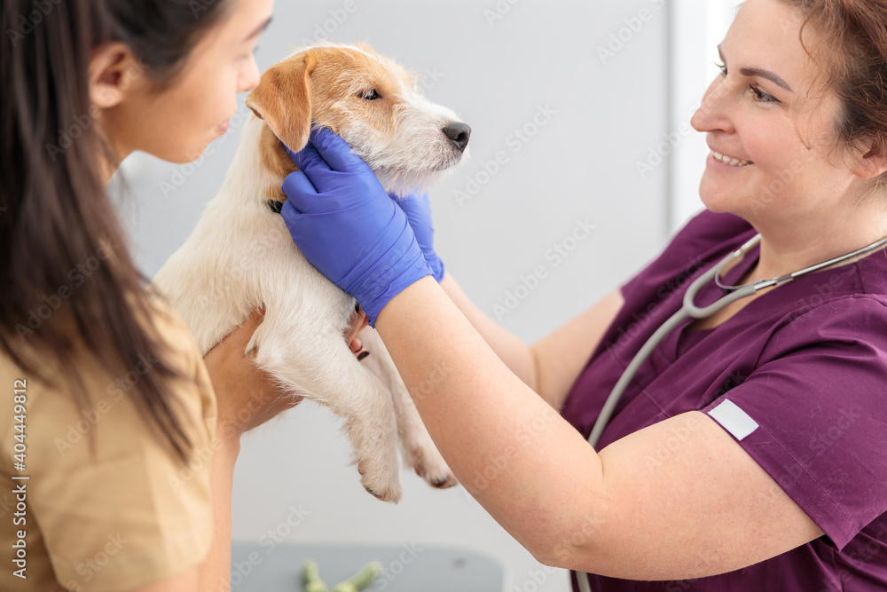 Wall mural confident doctors are doing medical treatment in modern veterinary clinic