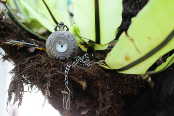 a pocket watch with zodiac engraving on a tree roots with green leaves