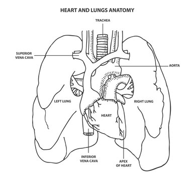 lungs and heart anatomy black line, outline illustration vector