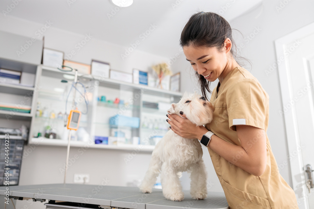 Poster confident doctor is doing medical treatment in modern veterinary clinic