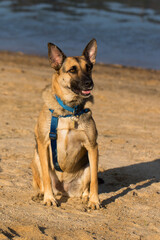 Portrait of a Beautiful German Sheppard playing and running on the beach