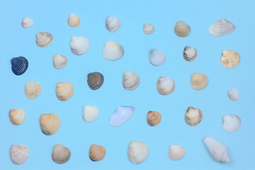 seashells, white, blue and black stones on a blue background. amazonite and sea pebbles