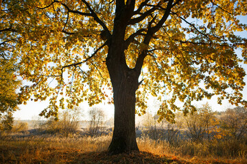 Fototapeta premium oak grove in autumn in the rays of dawn