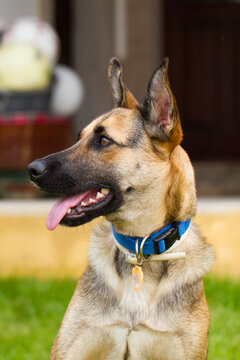 Portrait of beautiful German Sheppard dog, playing in the backward